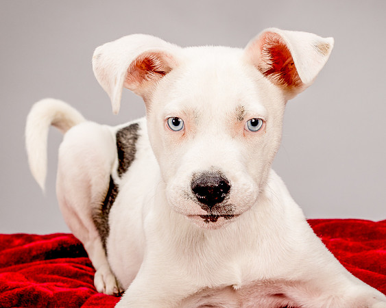 Foster Alvin-4754