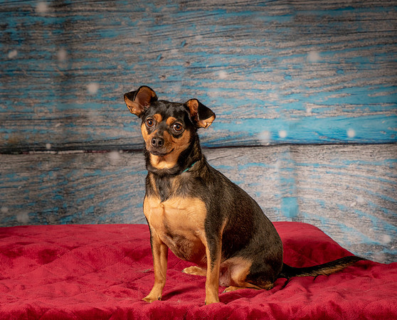 Foster Jolie-7170