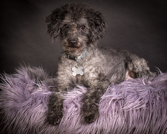 Foster Mokey-1325