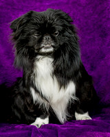 Foster Prince-0741