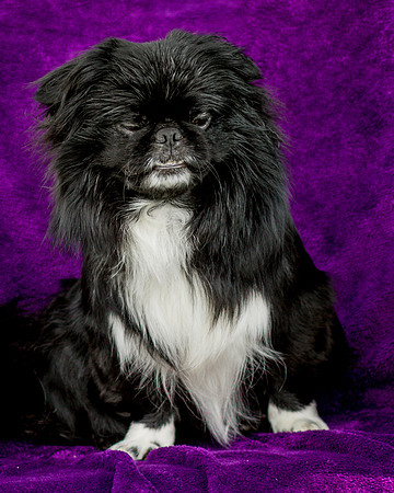 Foster Prince-0741