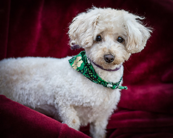 Foster Annalise-0604