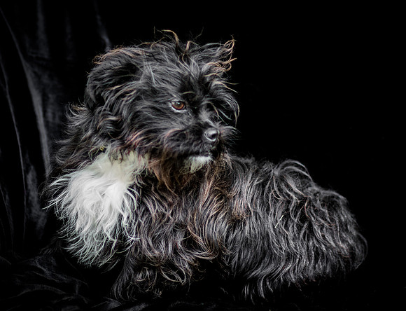 Foster Lady Elaine-8501