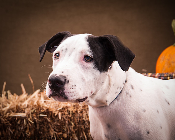 Foster Snoopy-6824