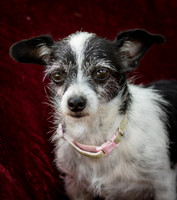 Foster Olive-7689