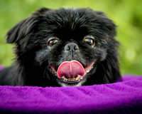 Foster Prince-0780