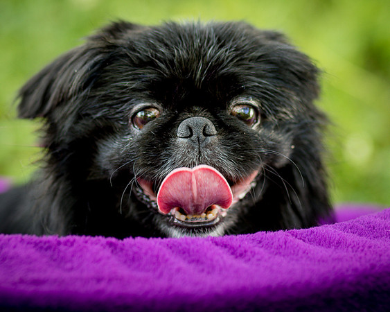 Foster Prince-0780