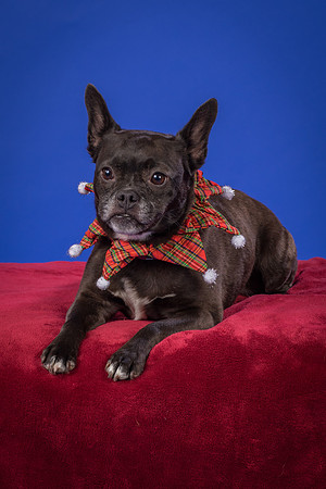 Slattery-Bella-0092