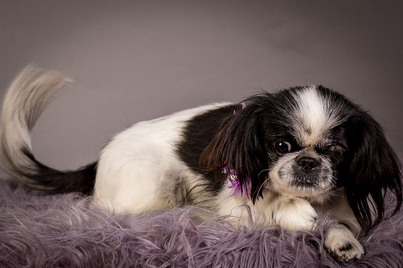 Foster Gypsy Rose-7912