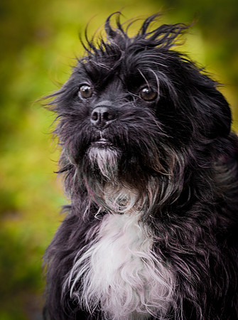 Foster Lady Elaine-8531