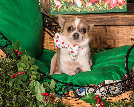 Foster Skippy-2164