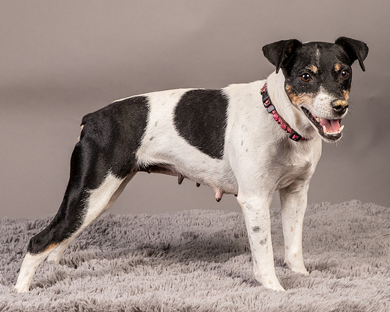 Foster Pollyanna-4015