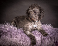 Foster Mokey-1334