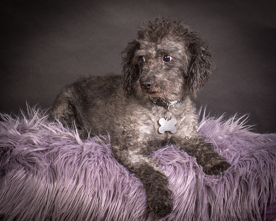 Foster Mokey-1334
