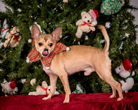 Foster Crouton-3889