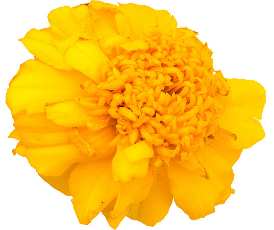 Flower_12