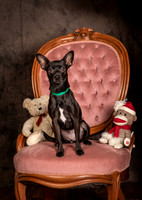 Foster Elvira-0175