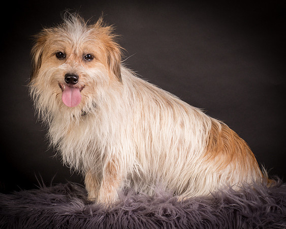 Foster Tiny-1238