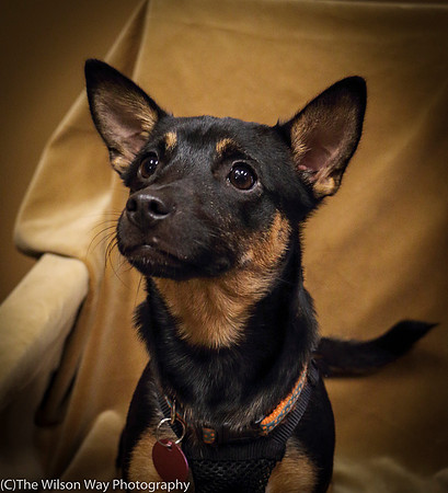 Foster Joni-0691