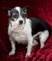 Foster Olive-7694