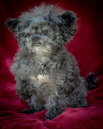 Foster Vivienne-9278