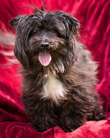 Foster Sammy-8374