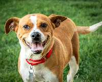 Foster Posie-9753