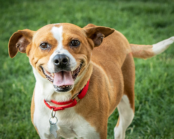 Foster Posie-9753