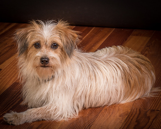 Foster Tiny-2009
