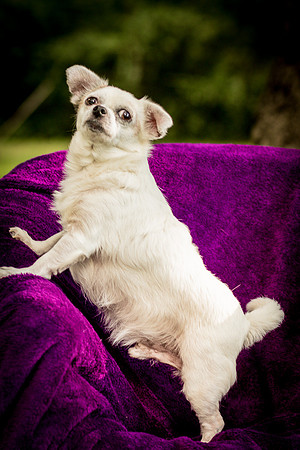 Foster Petey-0115