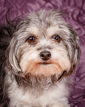 Foster Alex-6262