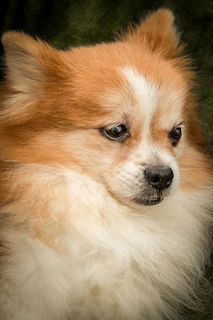 Foster Kermit-9015