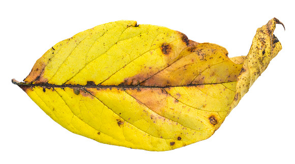 Leaf_12