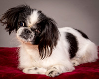 Foster Gypsy Rose-7718