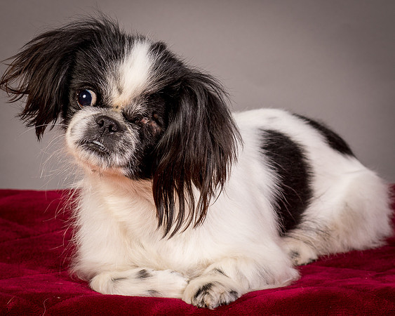 Foster Gypsy Rose-7718