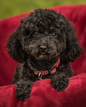 Foster Mindy-7503