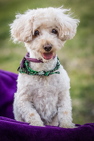 Foster Annalise-0648