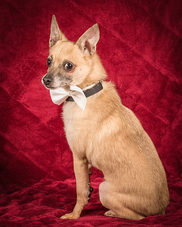 Foster Kiwi-8584