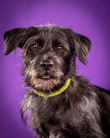 Foster Phoenix-5138