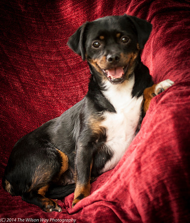 Foster Opal-2537