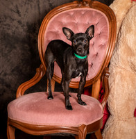 Foster Elvira-0154