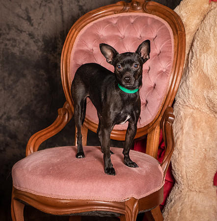 Foster Elvira-0154