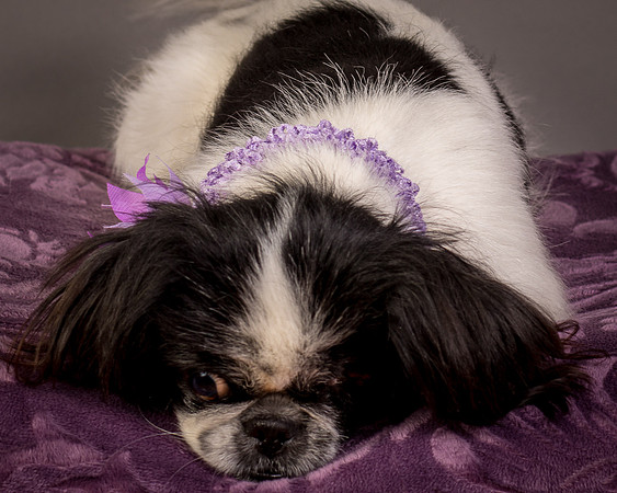 Foster Gypsy Rose-7987