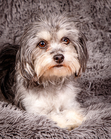 Foster Alex-6231