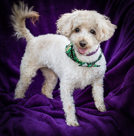 Foster Annalise-0675