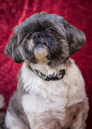 Foster Misha-8452