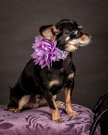 Foster Pansy-9230