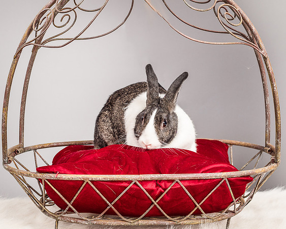 Foster Rabbit Penelope-4743
