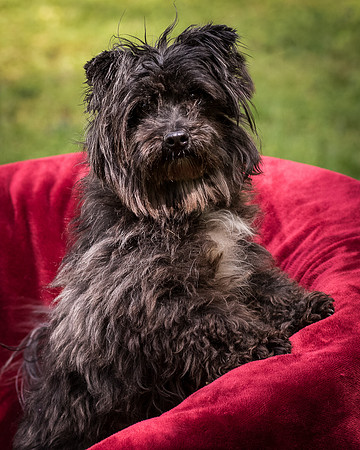 Foster Sammy-8388