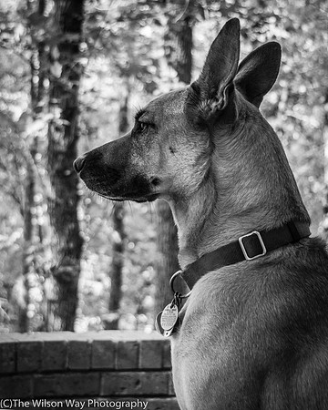 Roxy on the Run-8184
